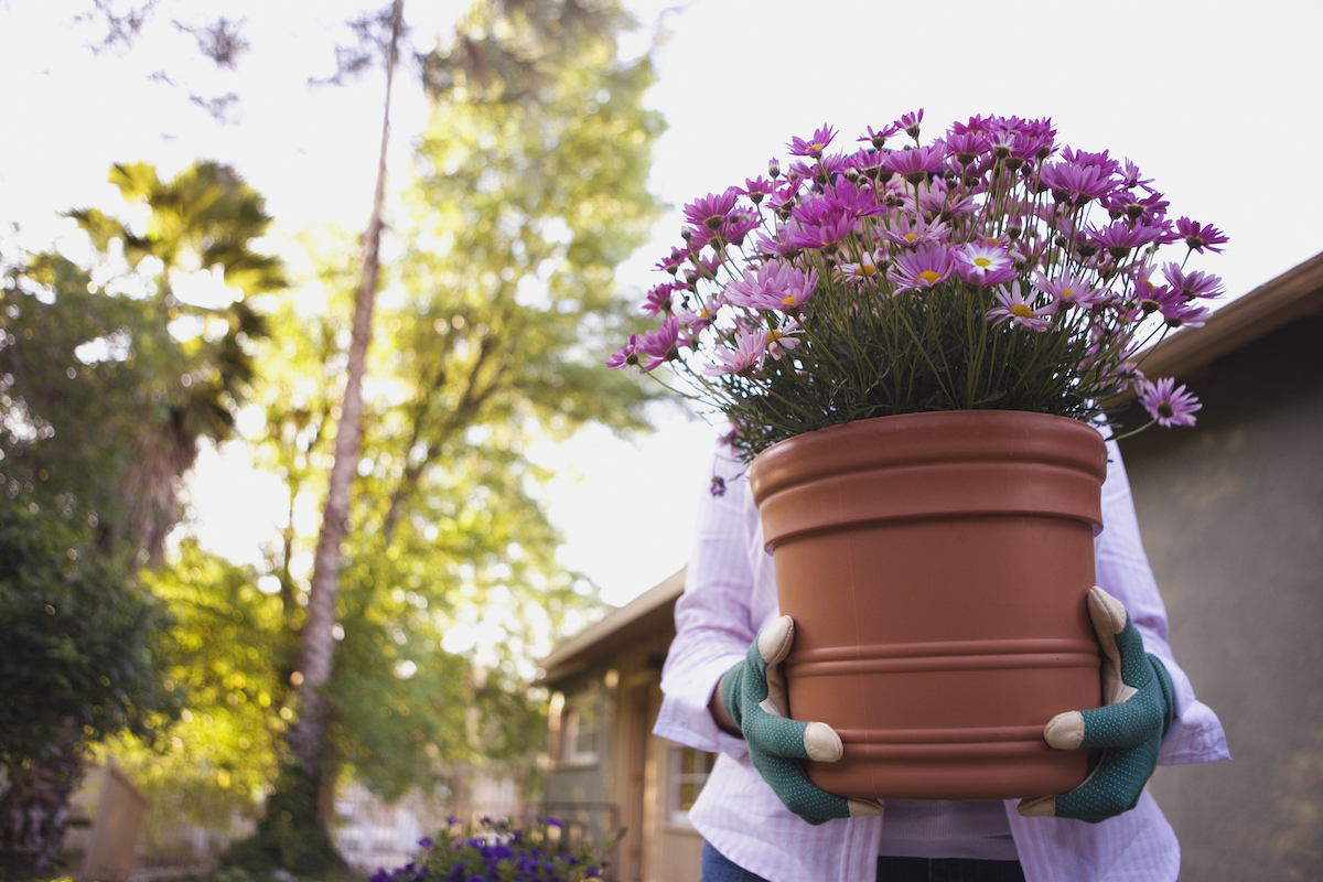 Woman carries a terracotta pot with pink flowers inside.