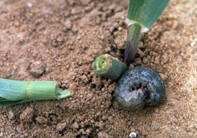 A curled up cutworm next to vegetable plant damage in a home garden.