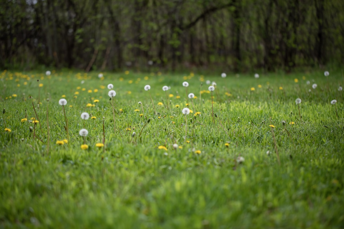 A garden with dandelion weeds.