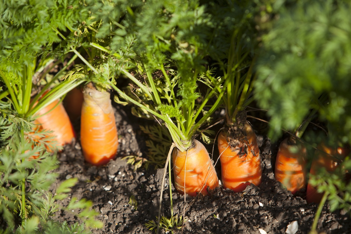 Carrots tops in a garden bed.