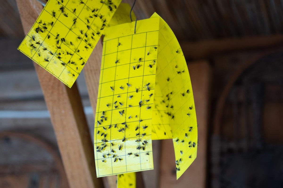 Flies are stuck on yellow sticky tape. 