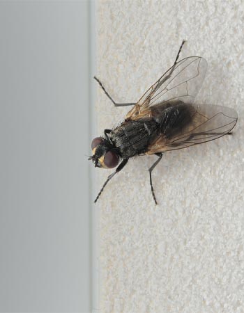 A close up of a fly.