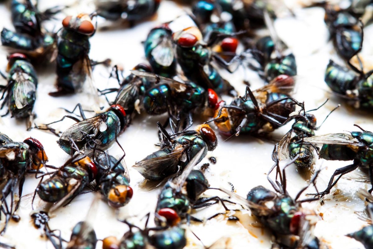 A close up of phorid flies.