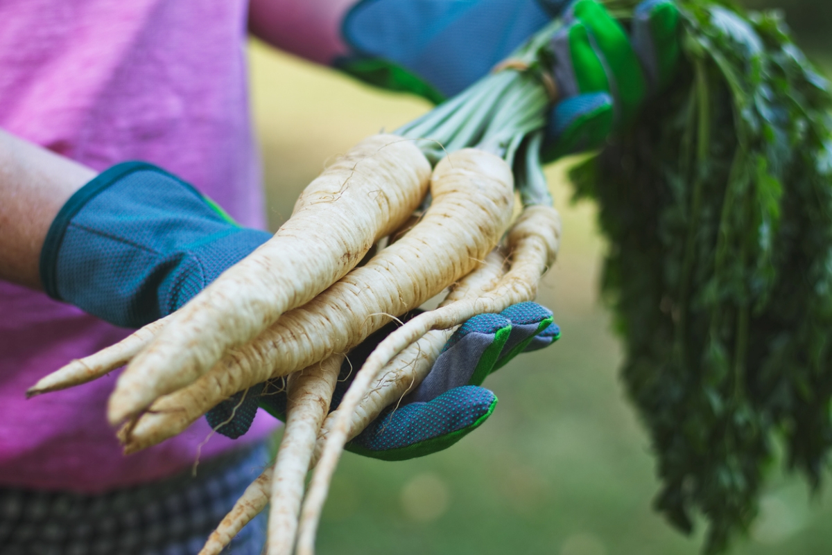 Gardener holding pulled parsnips.