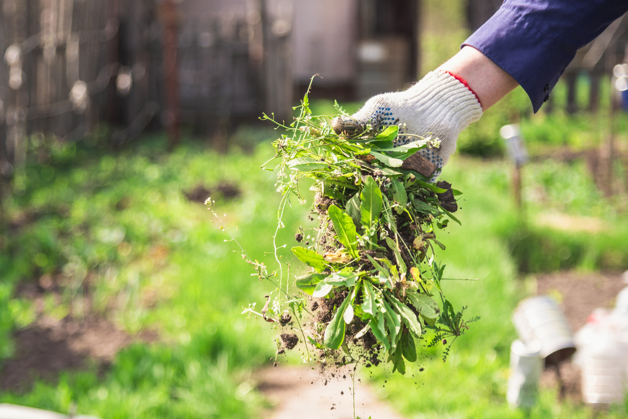A gloved home gardener holds a clump of weeds pulled from their vegetable garden plot.