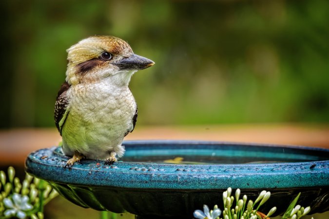 Young Australian native Laughing Kookaburra perched on a bird bath