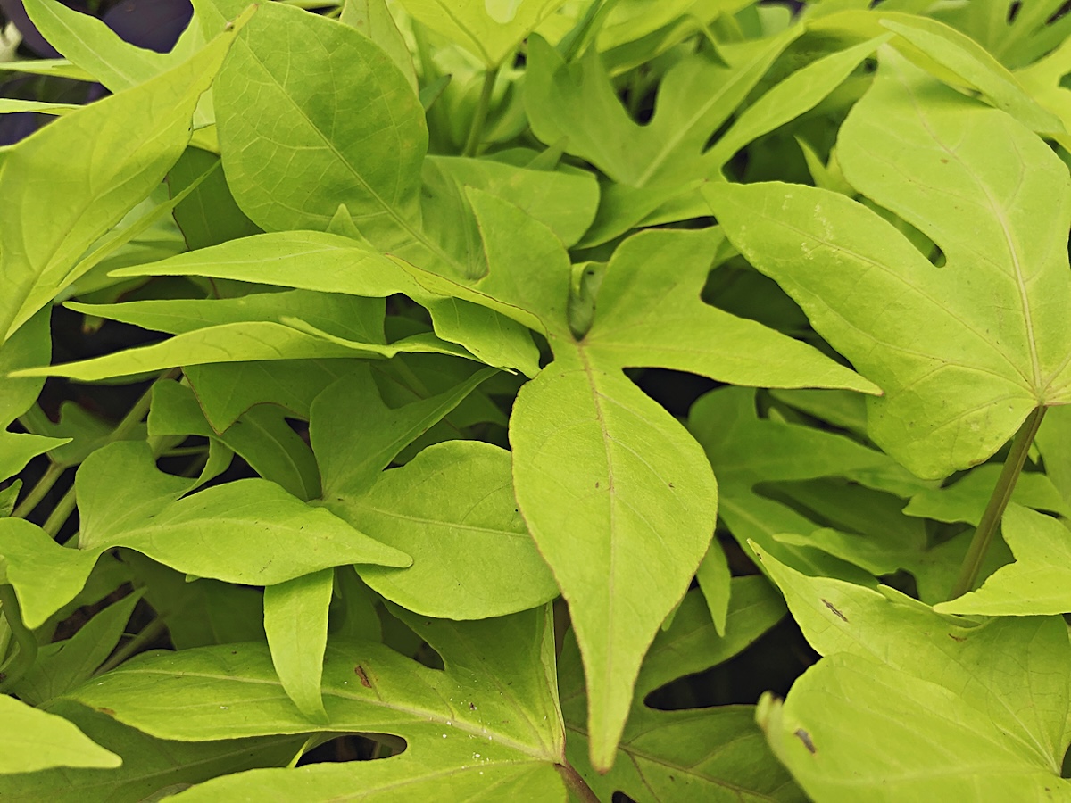 Sweet potato vine growing in a home garden in June.