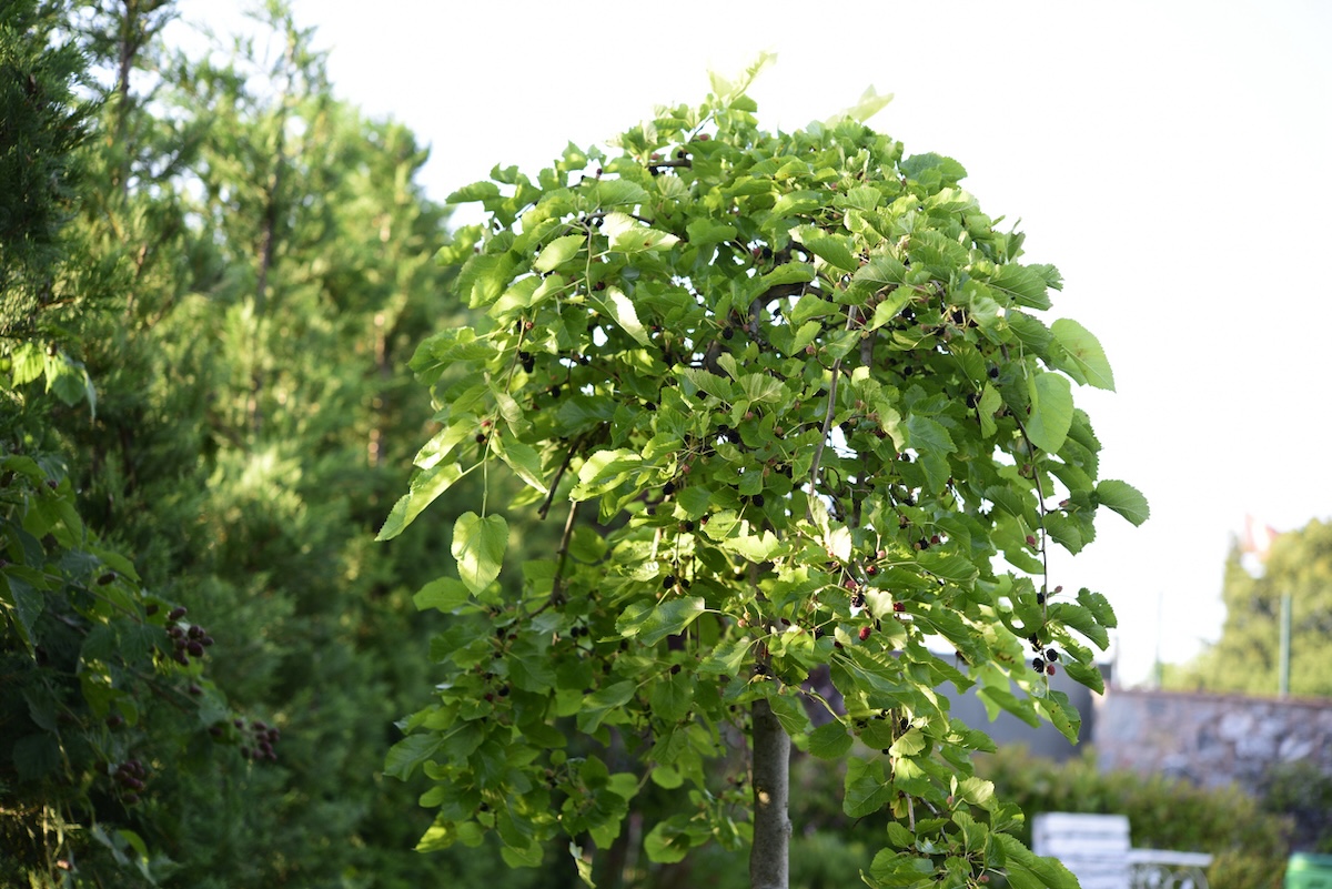 A red mulberry tree growing in a home landscape where it is legal to plant them.