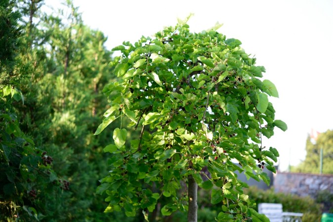 A red mulberry tree growing in a home landscape where it is legal to plant them.