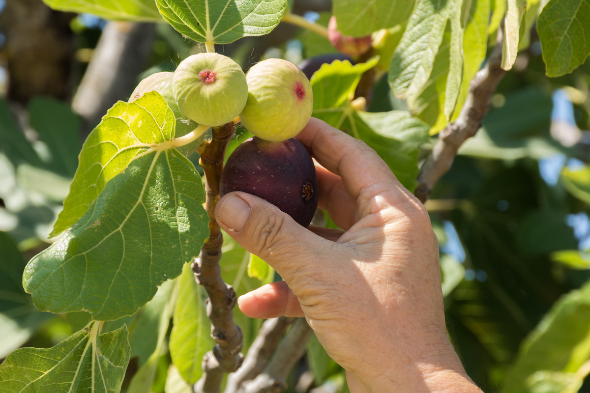 A person is picking a dark, ripe fig from a fig tree.