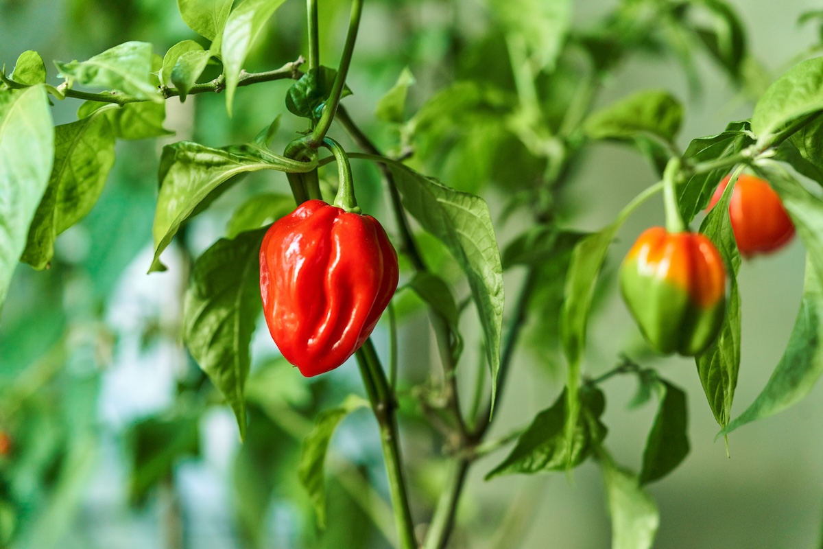 Peppers growing in a home garden in June.