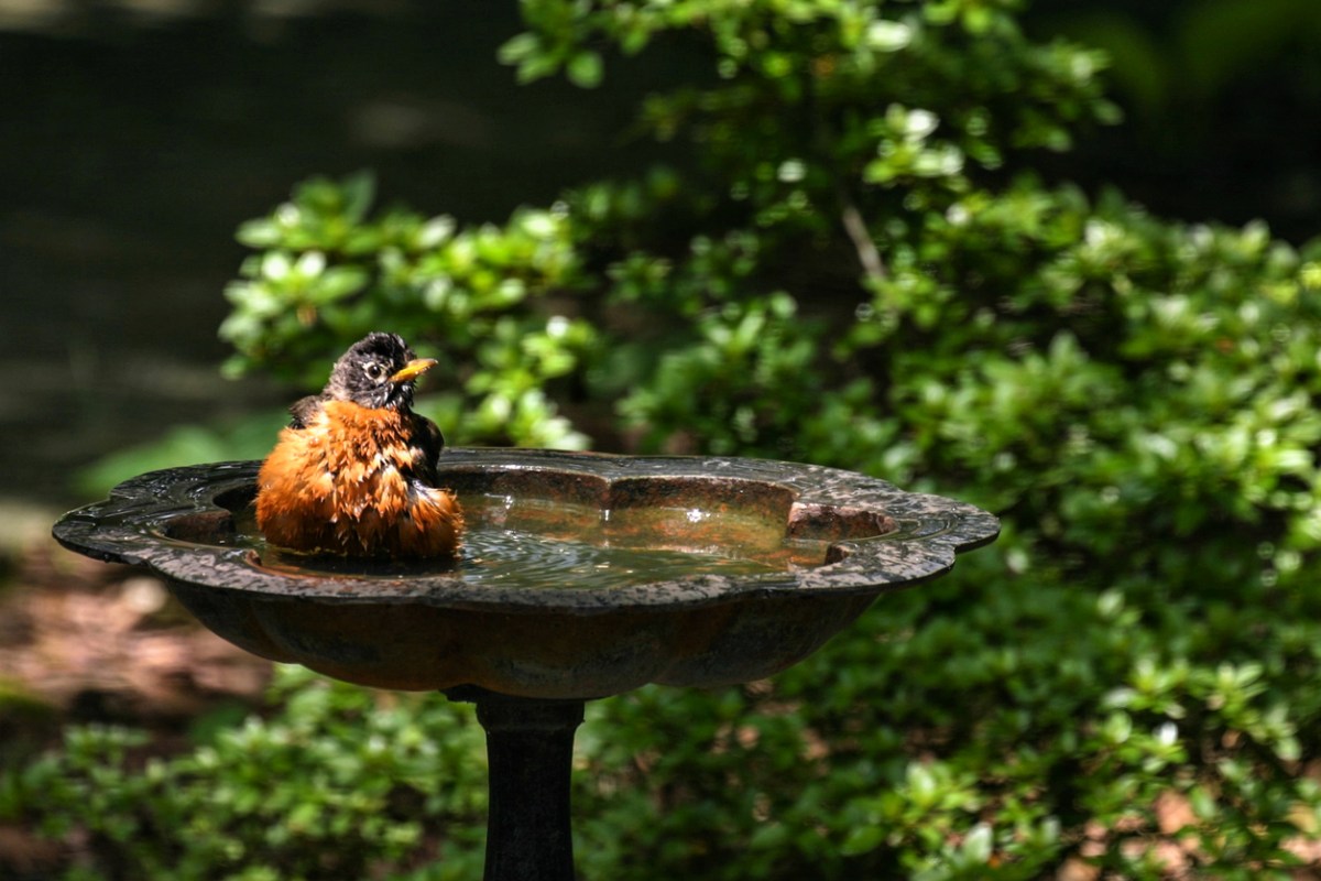 American Robin freshly fluffed from a bath in the birdbath in the front yard.