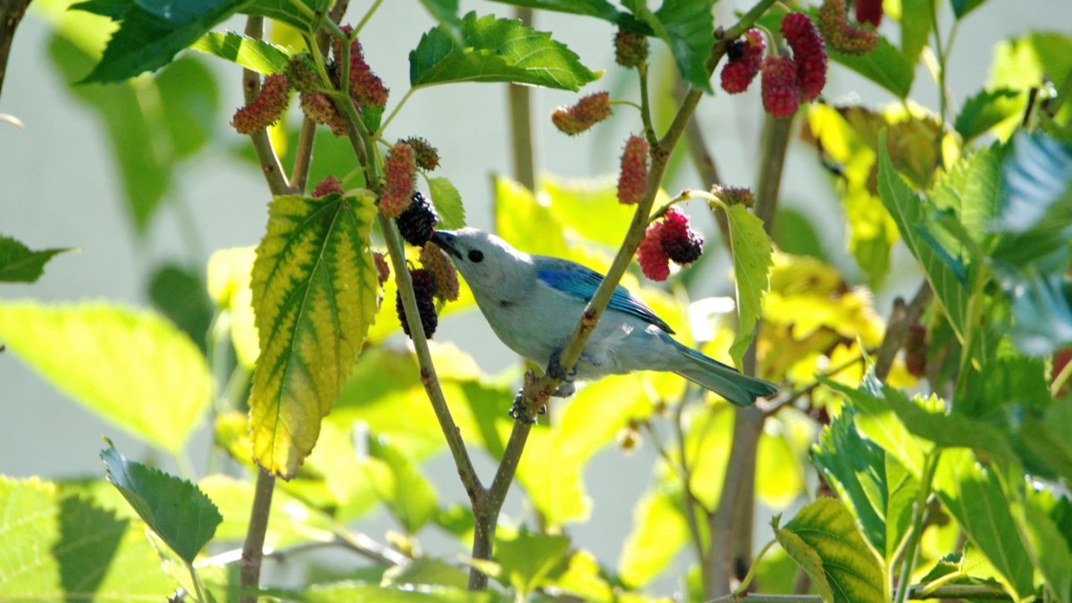 A colorful blue and white bird eating mulberries off of a mulberry tree in a residential landscape.