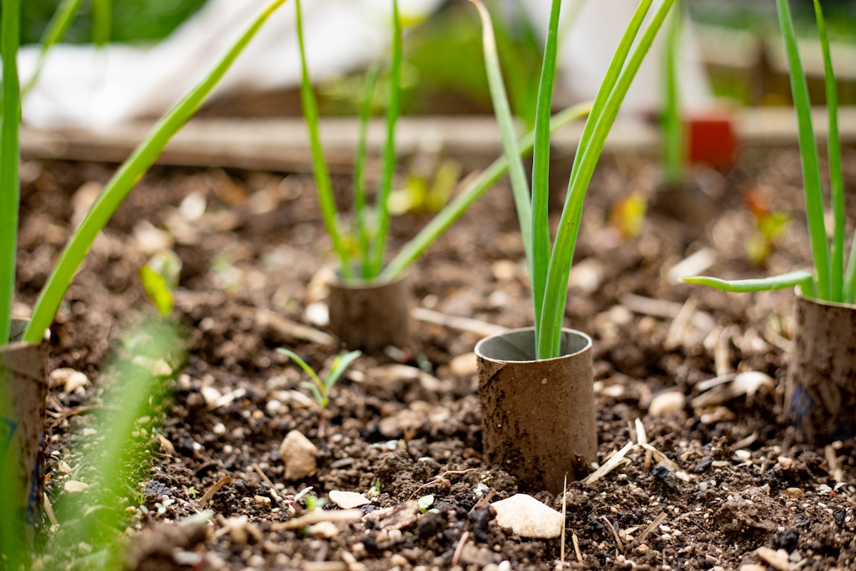 Cardboard toilet paper tubes planted in a garden around vegetables to prevent cutworms.