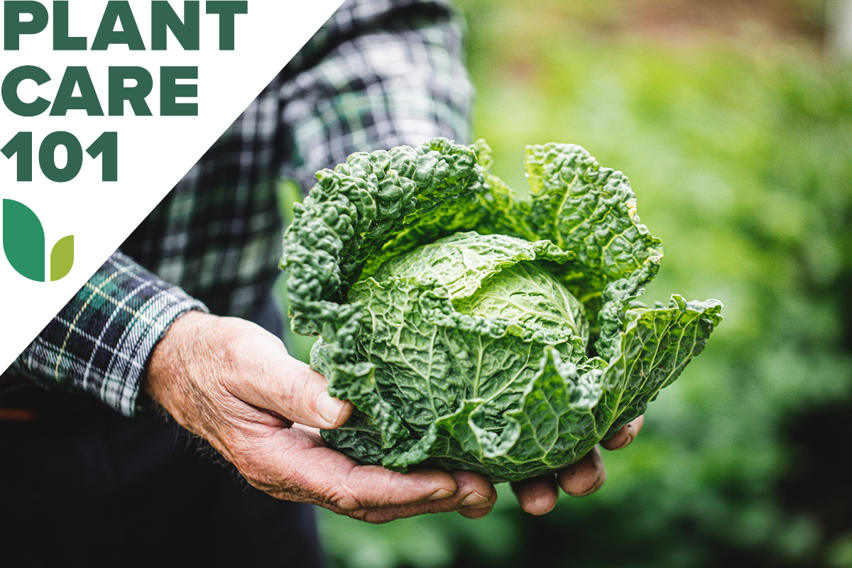 A person holding a head of cabbage just harvested out of a home garden with a graphic overlay that says plant care 101.