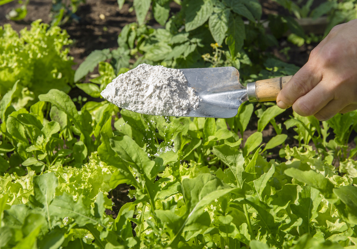 A trowel full of diatomaceous earth (DE) is held over vegetable garden plants.