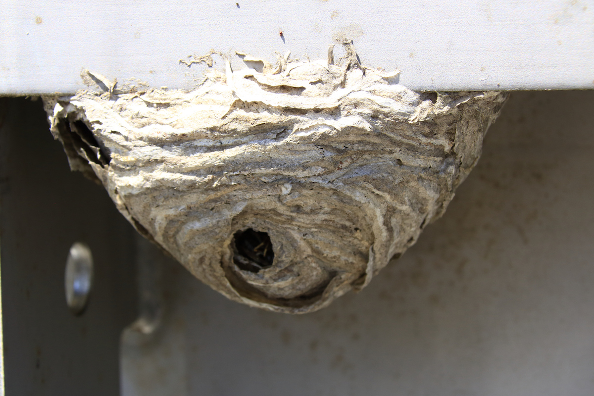 A wasp nest is attached to the underside of a grill.