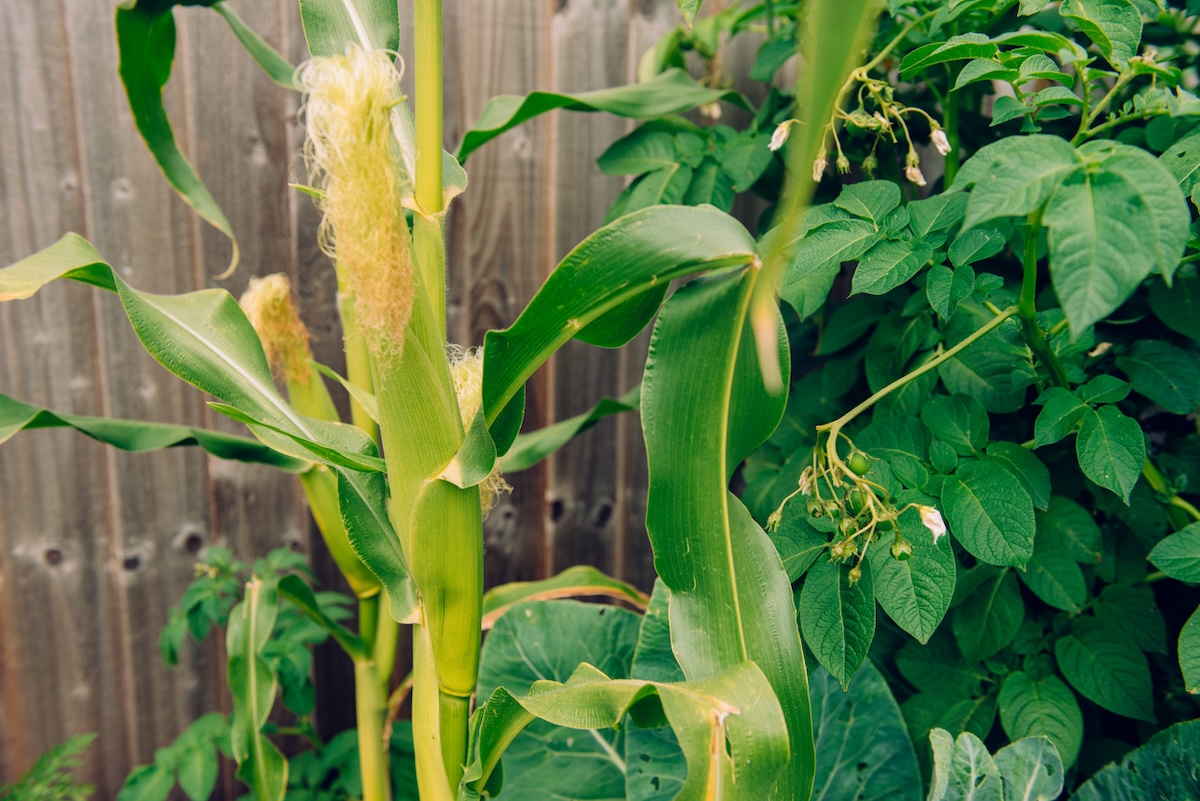 Corn growing in a home garden in June.