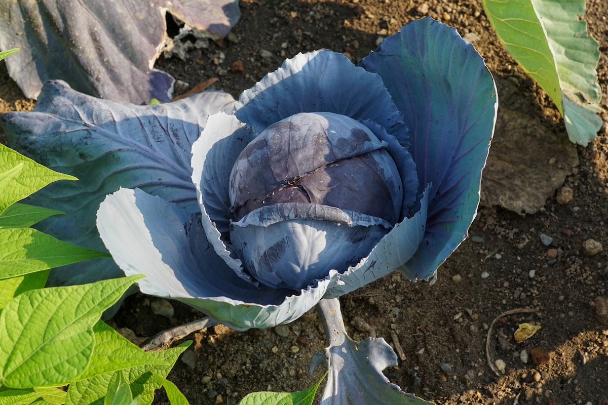 A purple cabbage growing in a home garden.