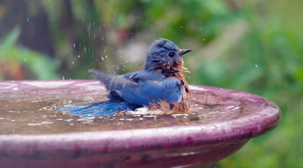 A male bluebird enjoying a backyard birdbath.