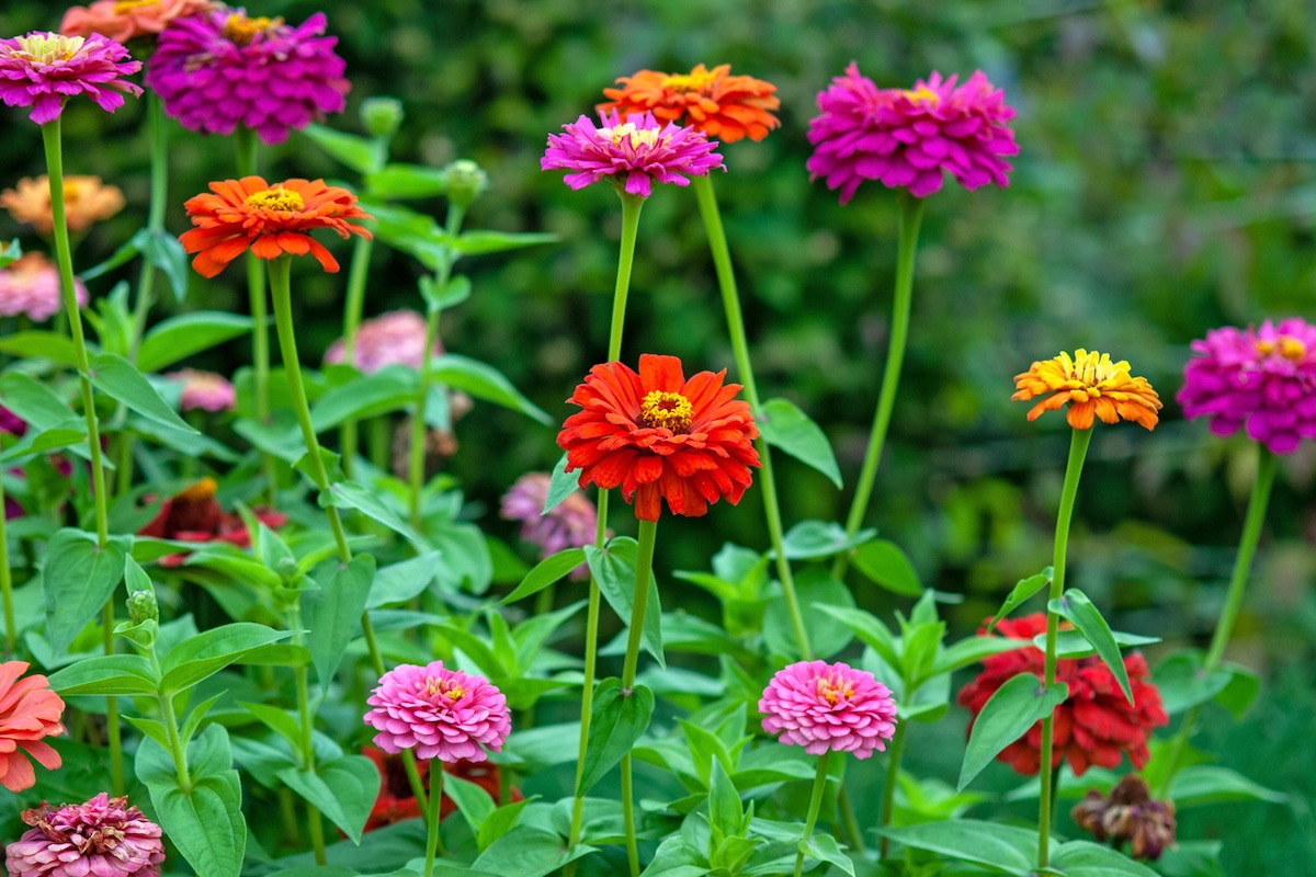 Zinnia flowers growing in a home garden in June.