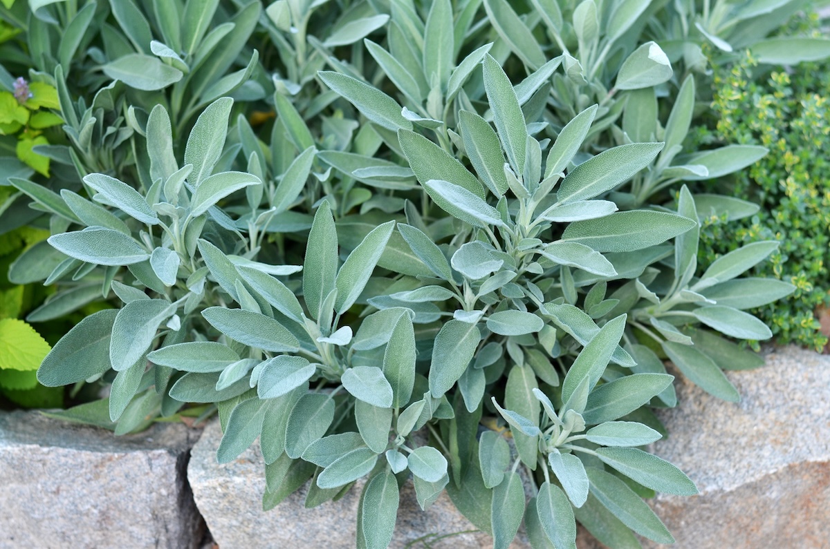 Sage growing in a home garden in June.