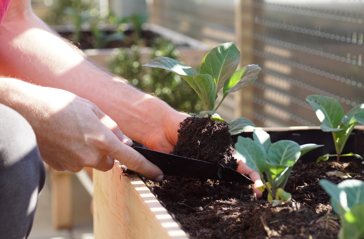 A person planting cabbage seedings in a home garden.