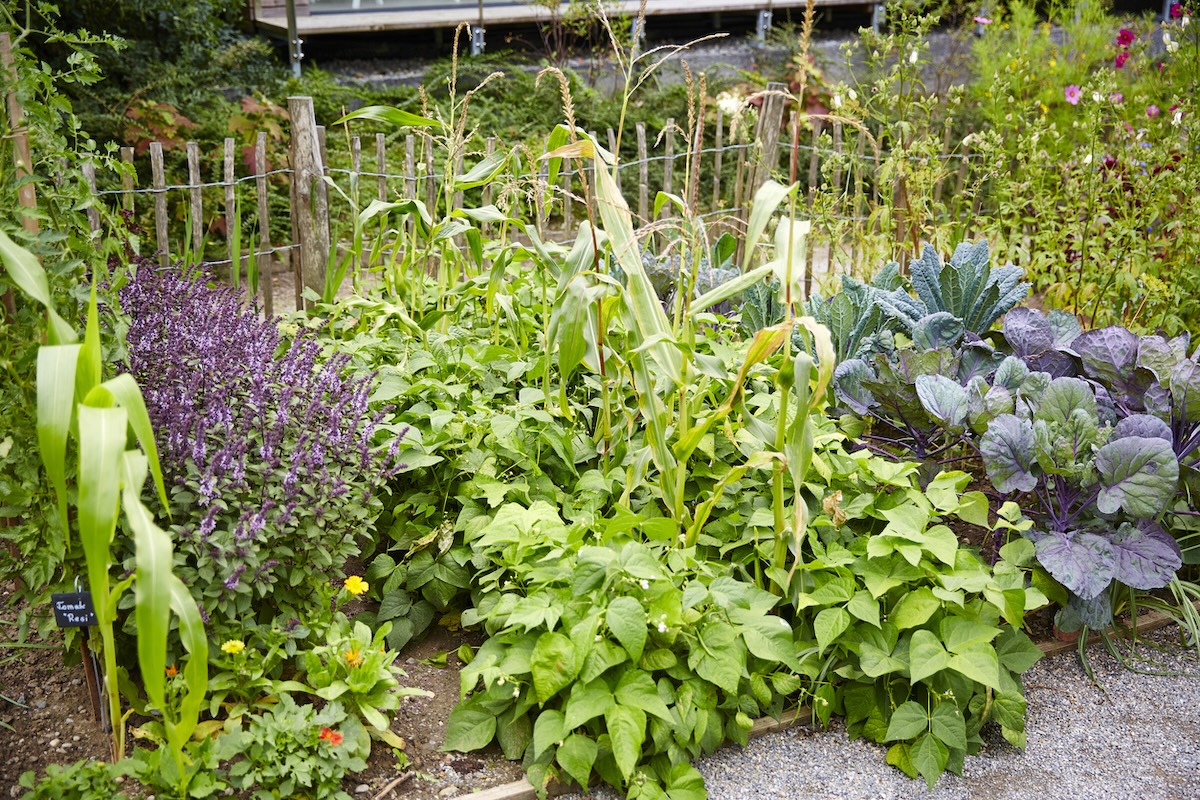 A thriving garden in June full of vegetables, fruits, flowers, and herbs.