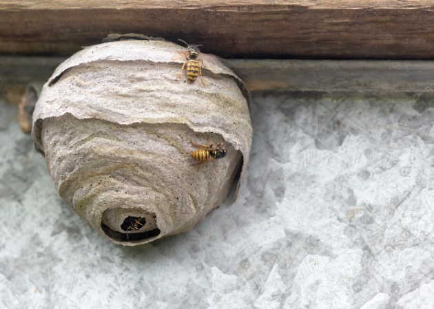 Several wasps are flying around and crawling on a large wasp nest hanging on a home.