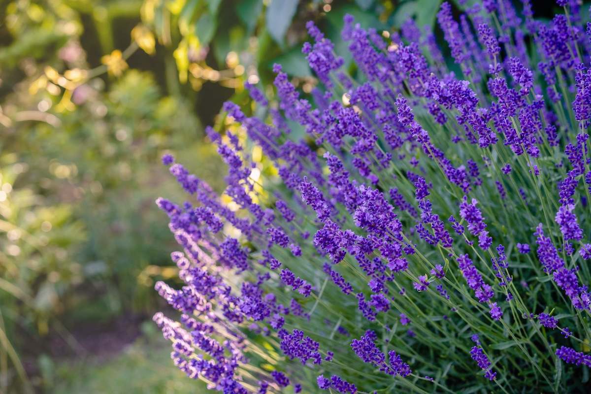 Lavender growing in a home landscape in June.