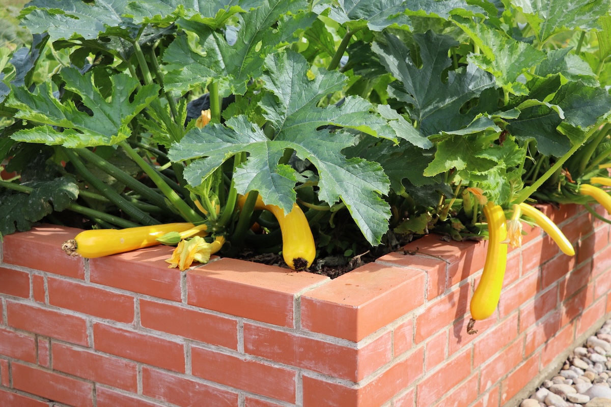 Zucchini plants growing in raised beds in a home garden in June.