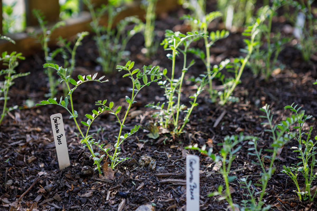 Chickpea plants are sprouting from a garden bed with name labels next to them.