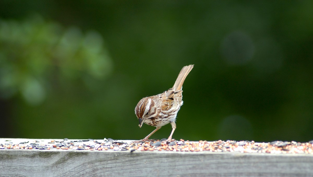 A sparrow stands on a bird feeder.