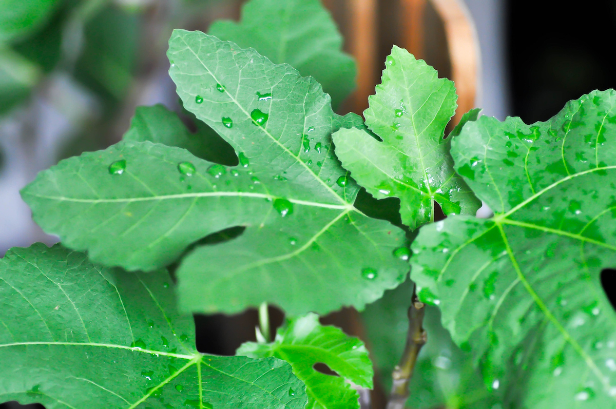 Water droplets are scattered on the leaves of a fig tree.