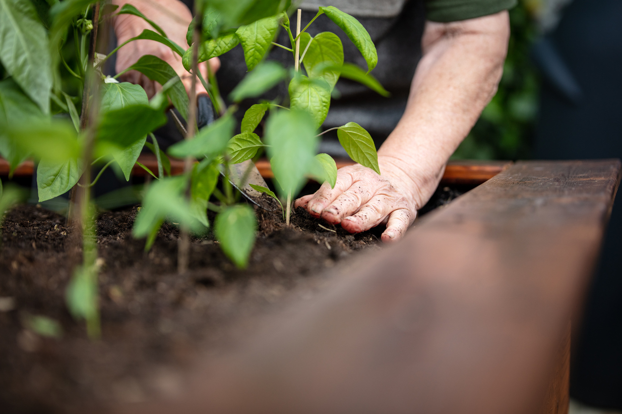 A person using a trowel to add fresh soil to a raised garden bed filled with pepper plants.