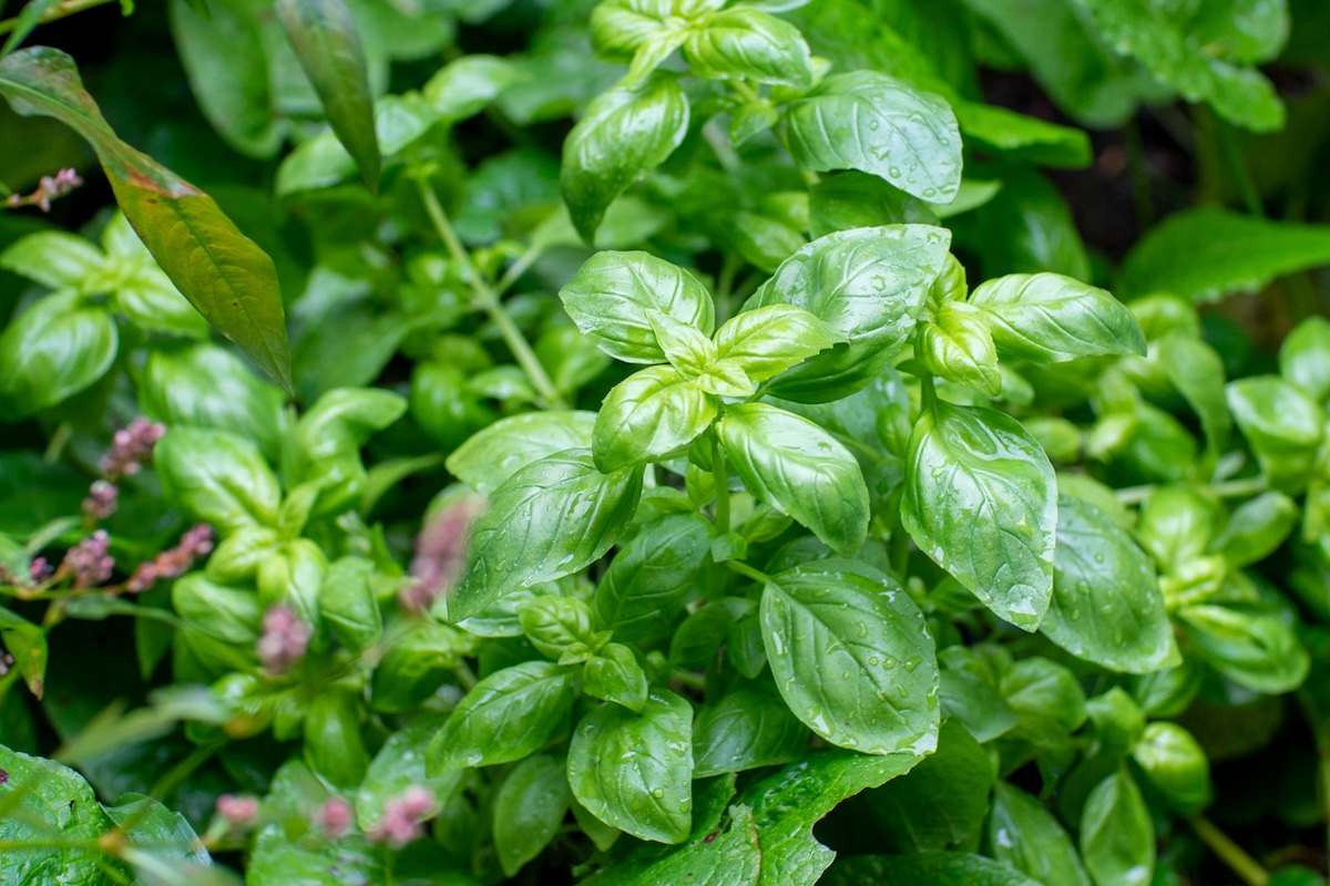 Basil growing in a home garden in June.