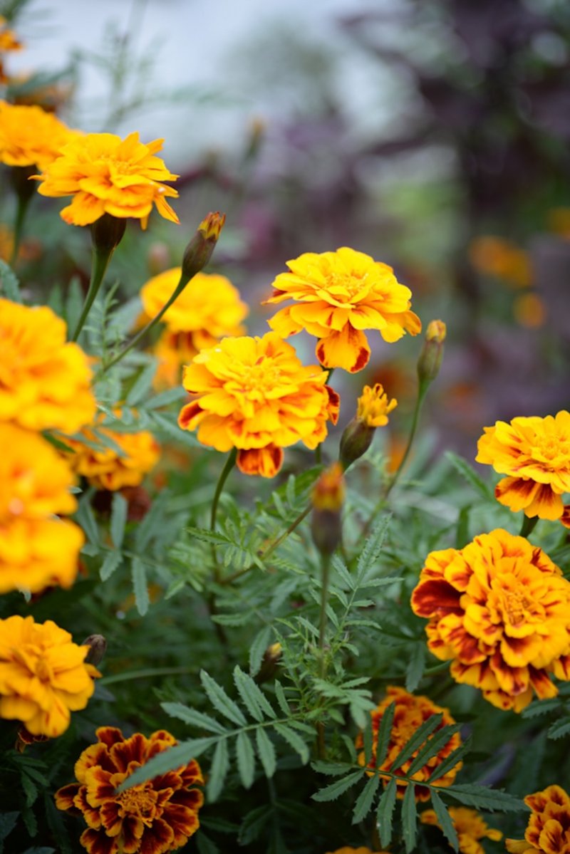 Orange marigolds growing in a home garden in June.