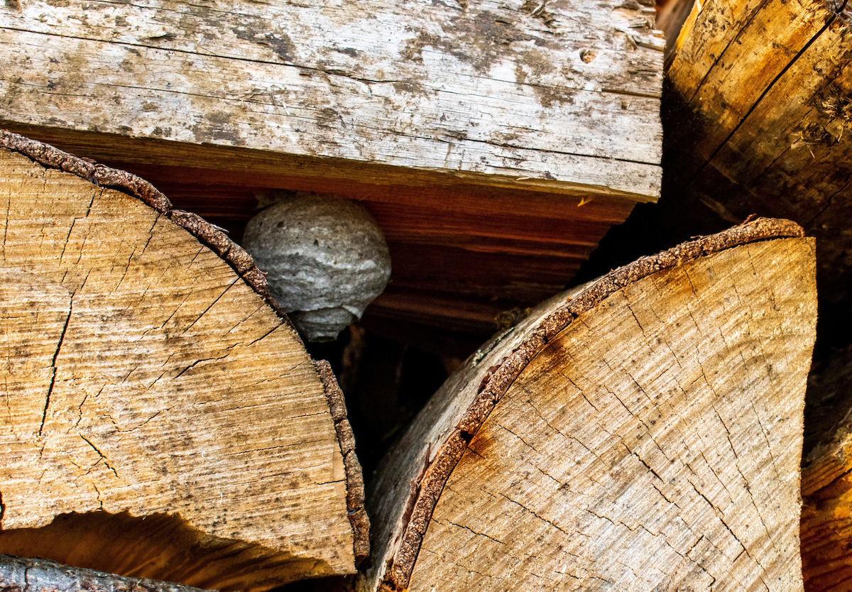 A small wasp nest is tucked between logs in a firewood stack.