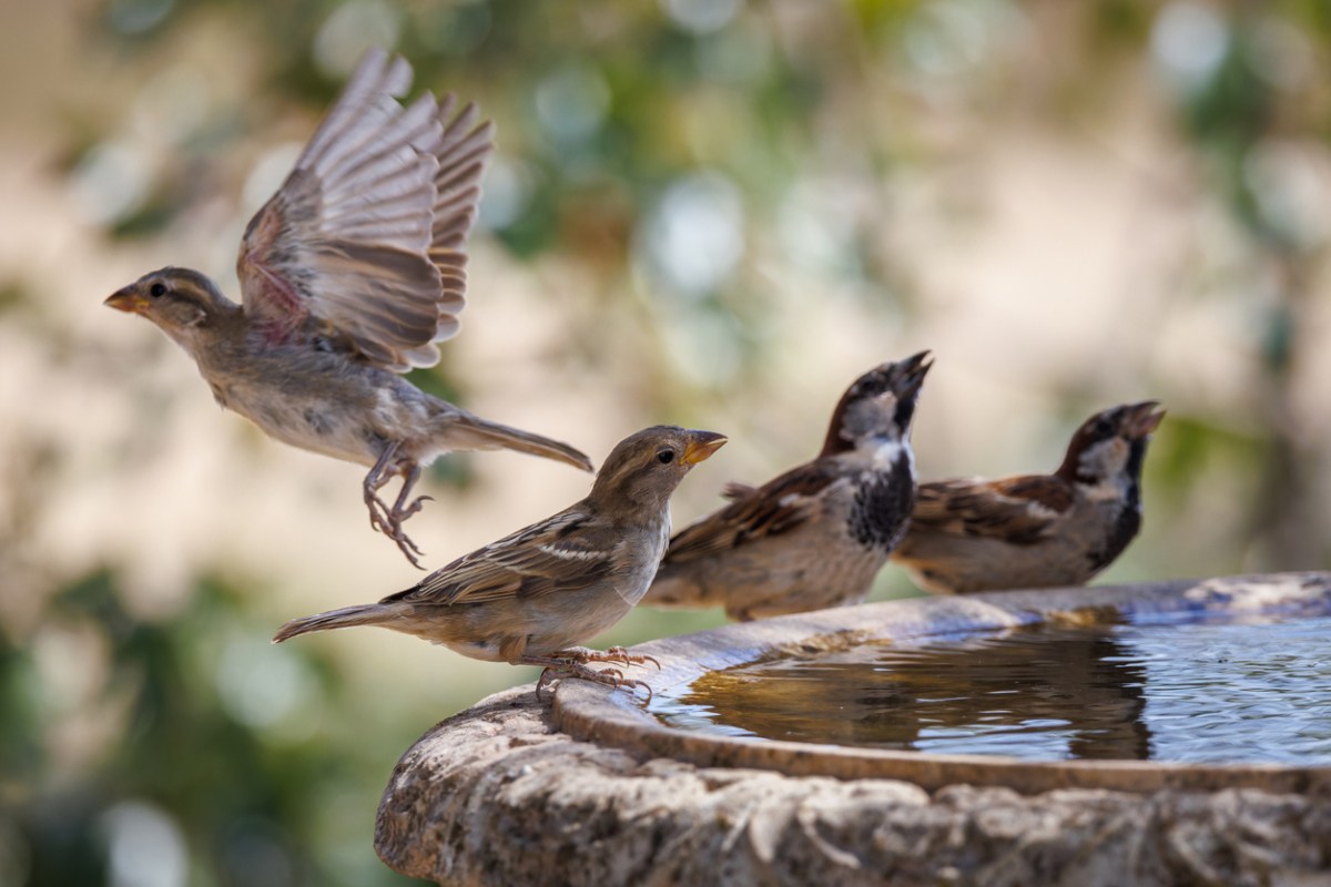 House sparrows drinking from a bird bath while one flies away.