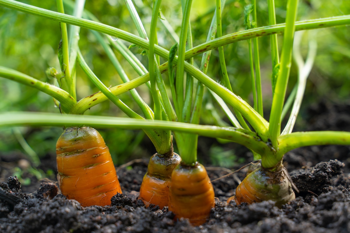 Carrots growing in a home garden in June.