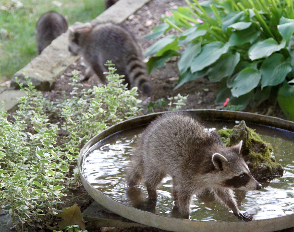 Three baby raccoon triplets invade the garden birdbath.