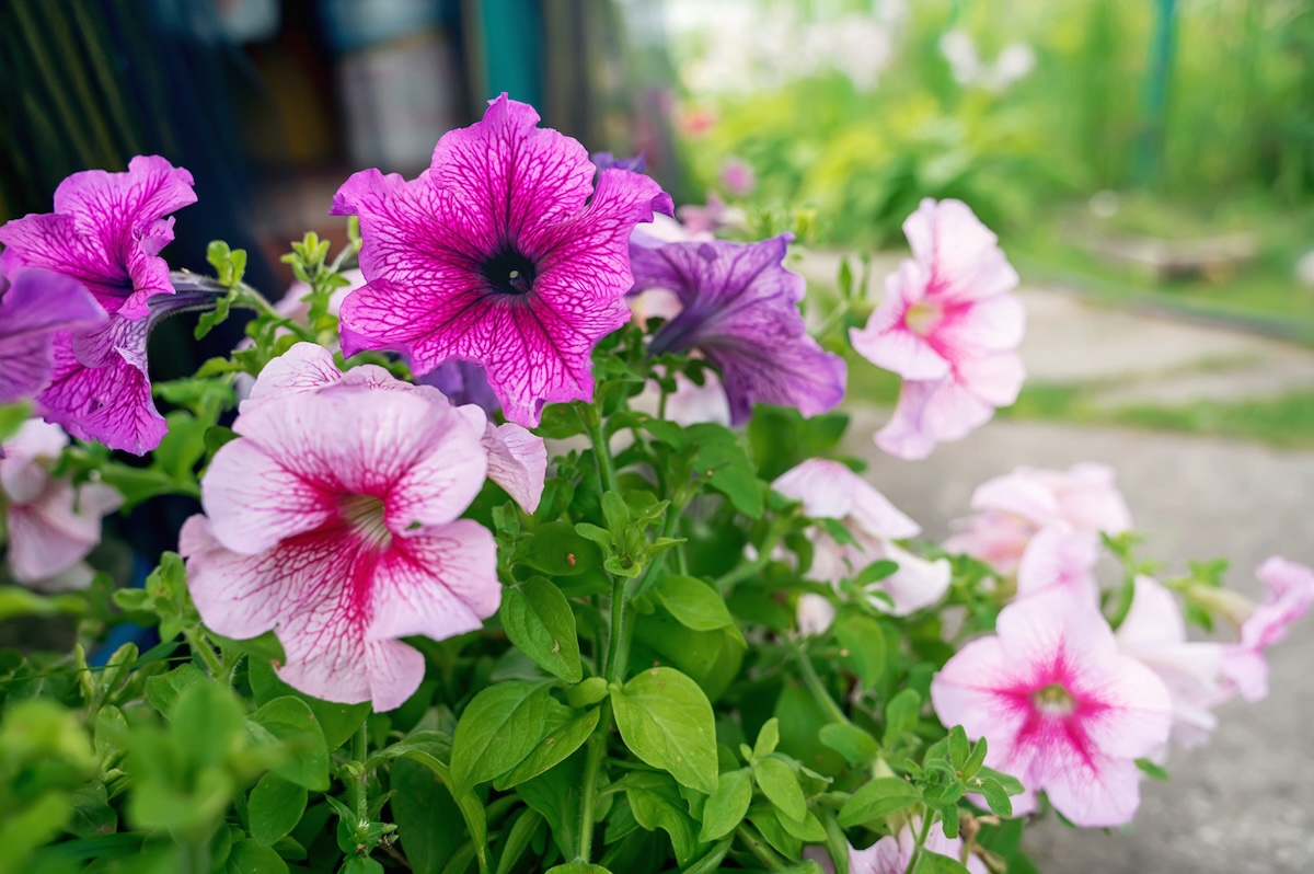 Petunia flowers growing in a home garden in June.