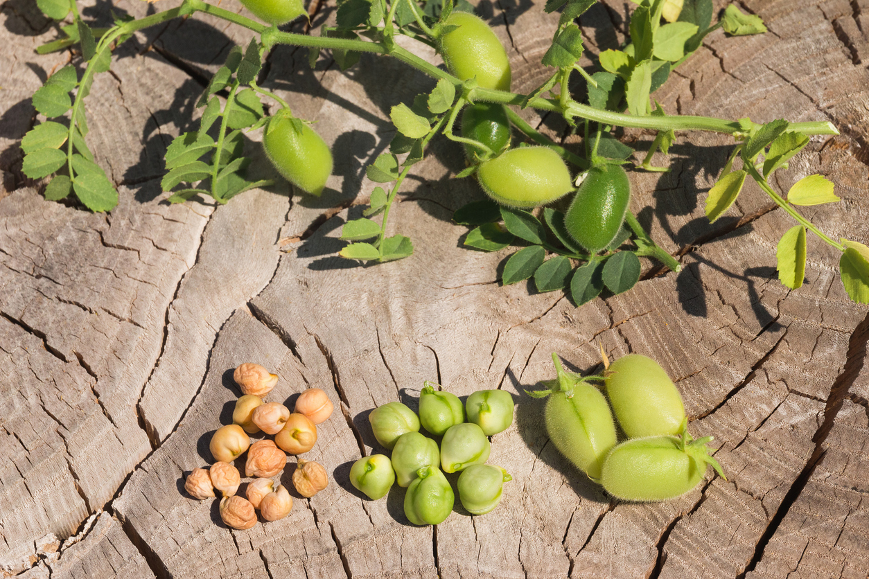 A branch of a chickpea plant is laying on a tree stump, and next to the plant are chickpea pods, seeds, and chickpeas.
