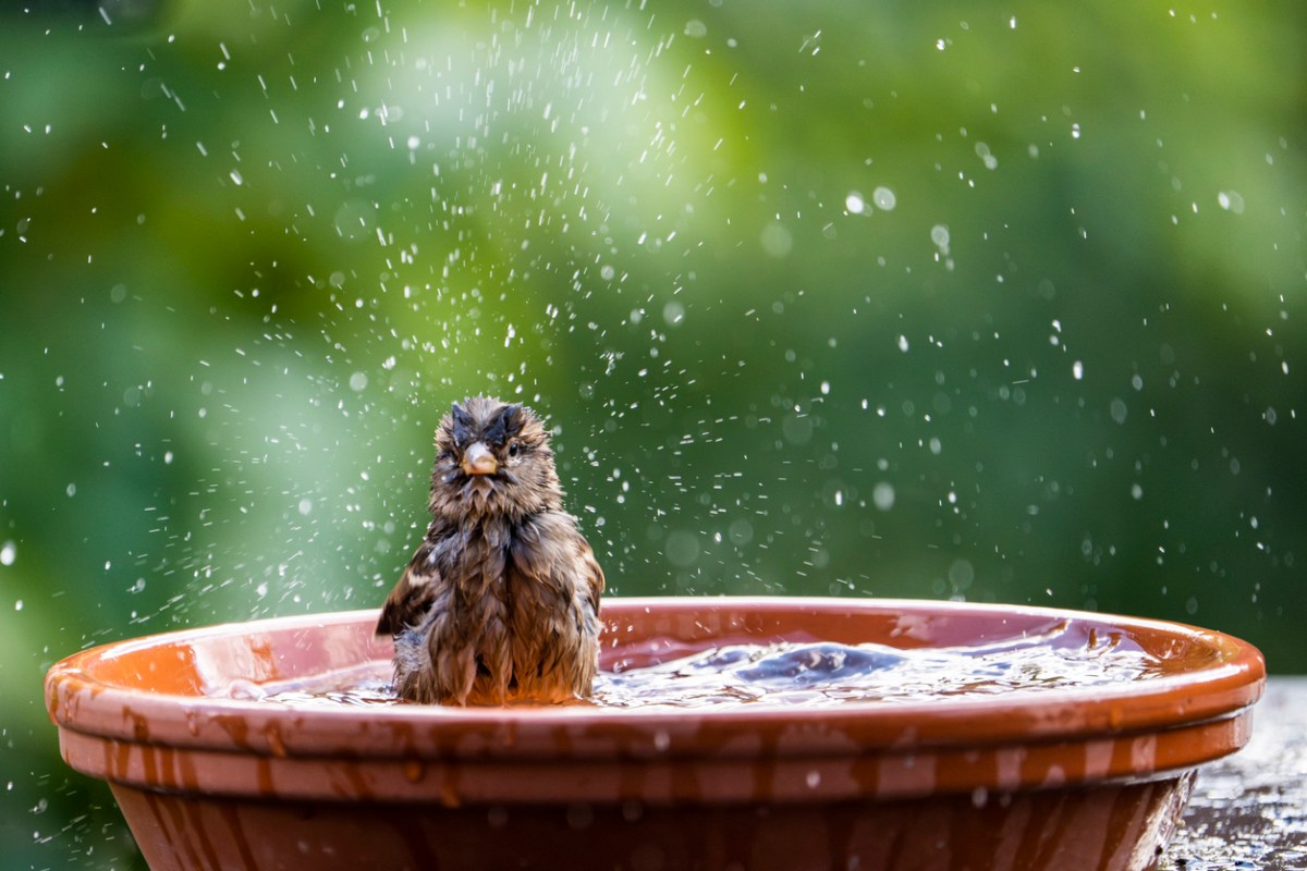House sparrow bathing and splashing water in a birdbath.