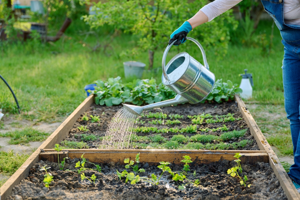 Woman using water can to water plants in raised garden.