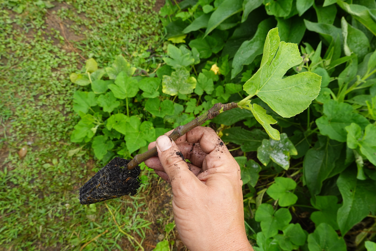 A person is prepared to plant the fig tree stem cutting they are holding.