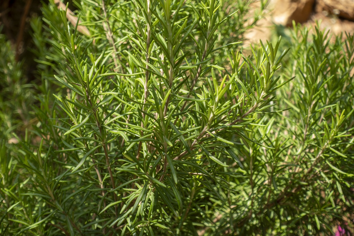 Rosemary growing in a home garden in June.