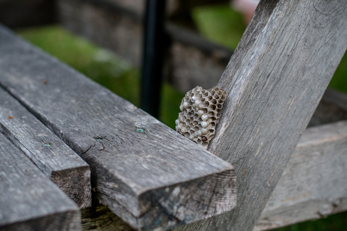 A wasp nest is attached to a wooden picnic table.