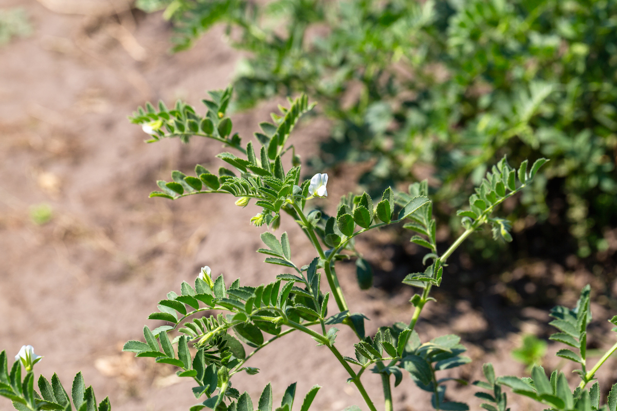 A chickpea plant is growing white flowers.