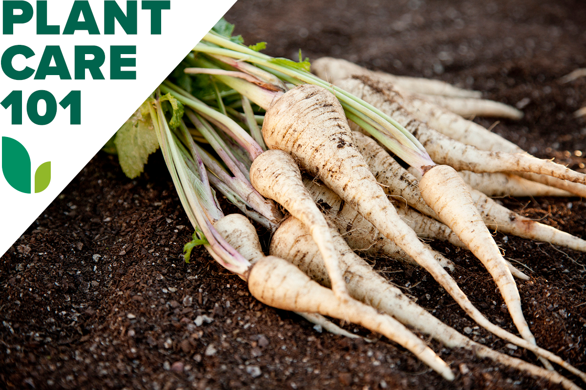 A group of recently harvested parsnips on the soil in a home garden.